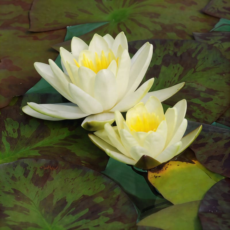Nénuphar jaune - Nymphaea