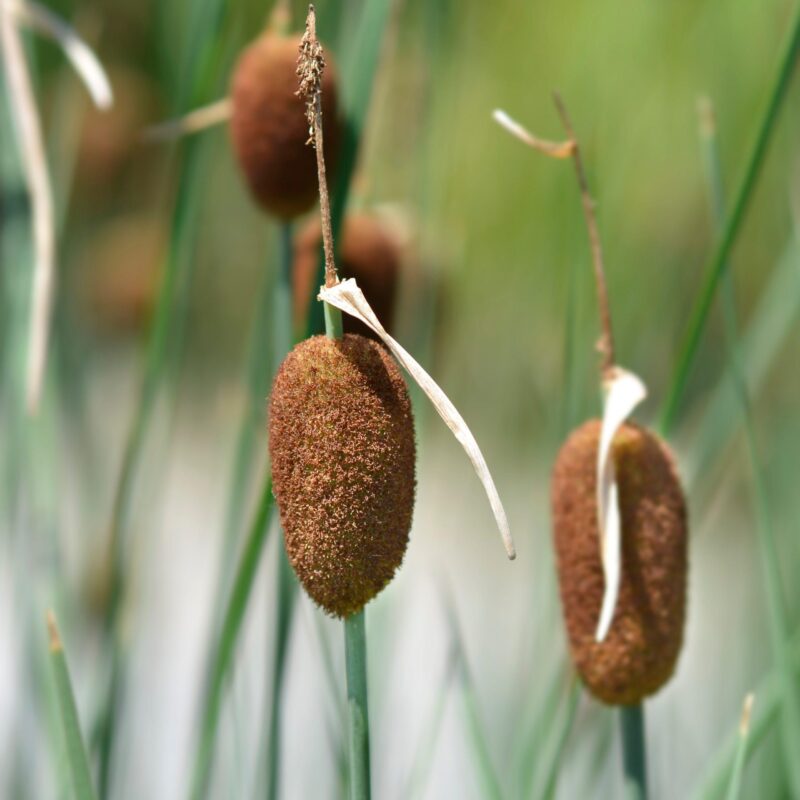 Petite massette - Typha