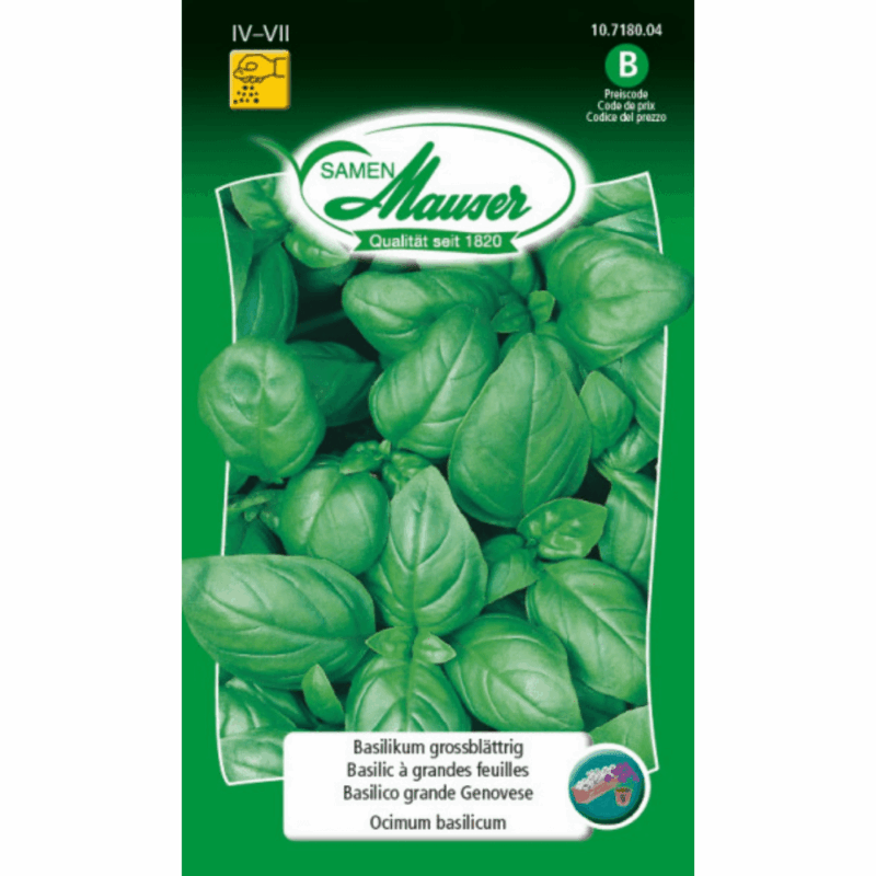 Basilic à grandes feuilles