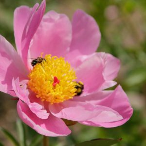 Pivoine herbacée  'Nymphe' - Paeonia