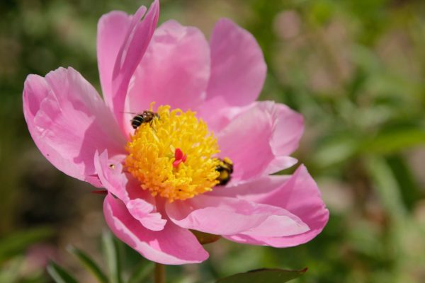 Pivoine herbacée  'Nymphe' - Paeonia