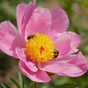 Pivoine herbacée 'Nymphe' - Paeonia