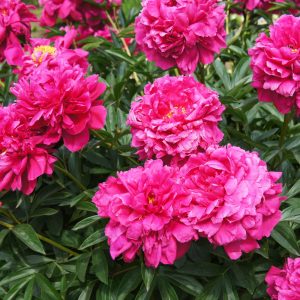 Pivoine herbacée 'Kansas'- Paeonia