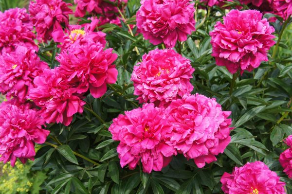 Pivoine herbacée 'Kansas'- Paeonia