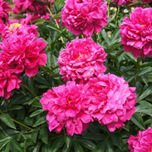 Pivoine herbacée 'Kansas'- Paeonia