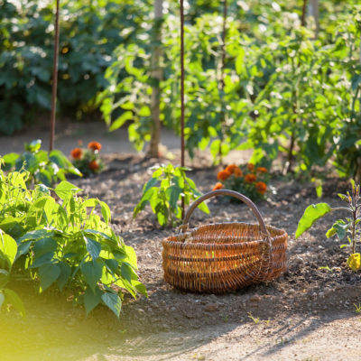 Les accessoires pour potager