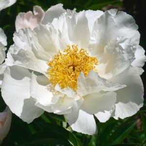 Pivoine herbacée 'Immaculée' - Paeonia