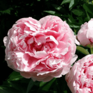 Pivoine herbacée 'Sarah Bernhardt' - Paeonia