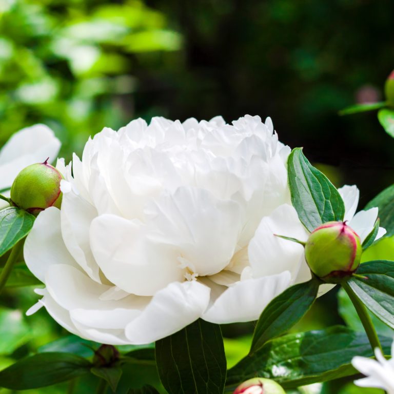 Pivoine herbacée 'Immaculée' - Paeonia