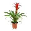 Lot de plantes à fleurs 2 – Image 3