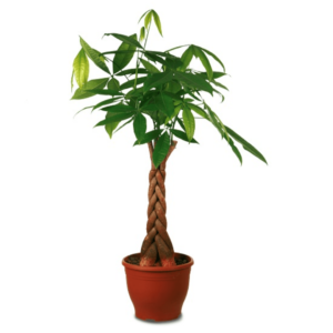 Pachira tige tressée