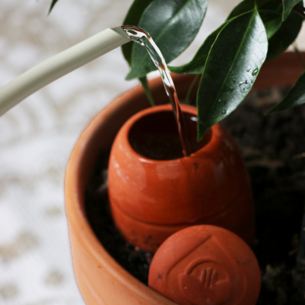 Schefflera panaché jaune – Image 2