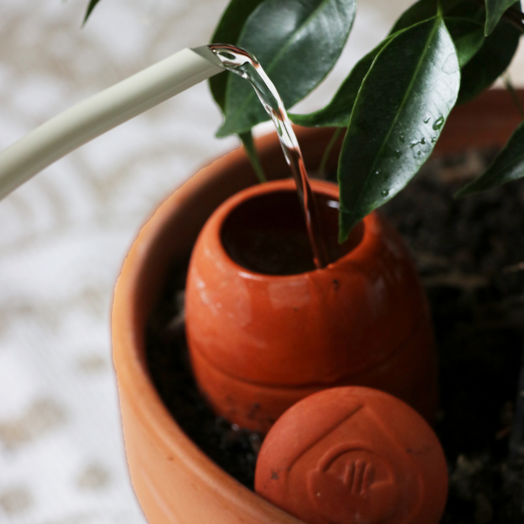 Monstera deliciosa sur tuteur coco 