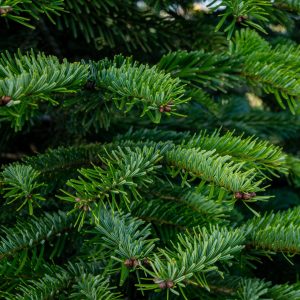 Sapin de Nordmann en pot - Abies