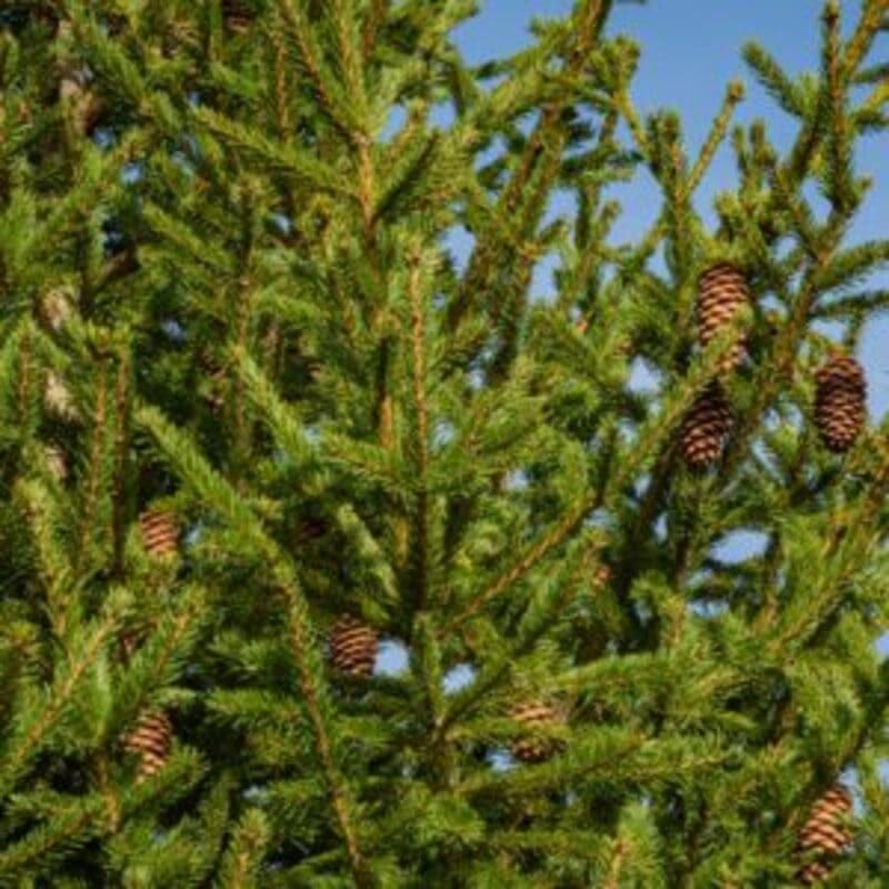 Sapin rouge - Picea abies en pot