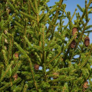 Sapin rouge - Picea abies en pot