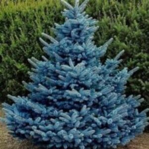Epicéa du Colorado 'Super Blue'