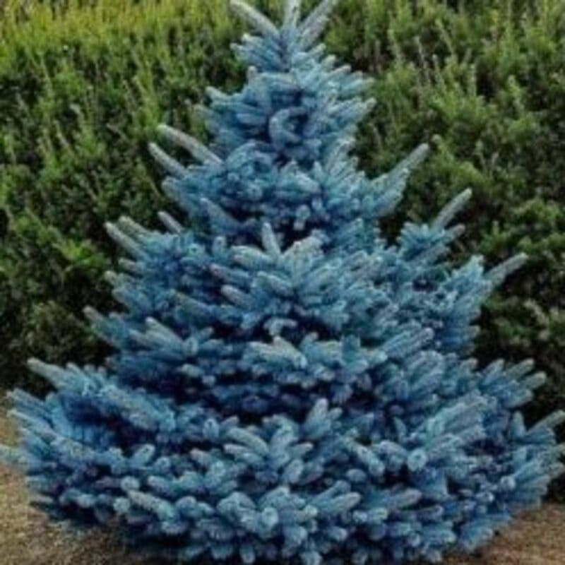 Epicéa du Colorado 'Super Blue'