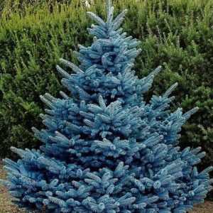 Epicéa du Colorado 'Super Blue'