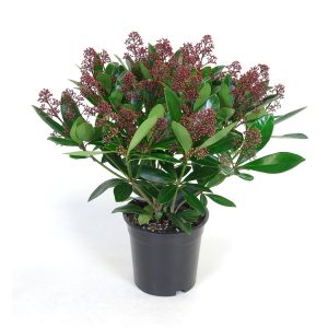 Skimmia Rubella