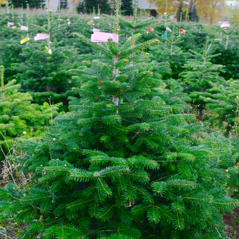 Sapin de Noël Nordmann 1ère qualité