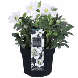 Rose de Noël - Hellébore