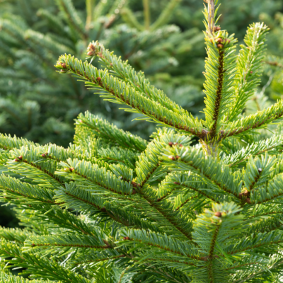 Les Sapins
