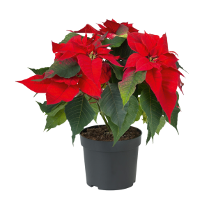 Etoile de Noël Rouge - Poinsettia