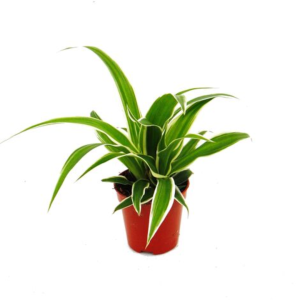Mini Chlorophytum
