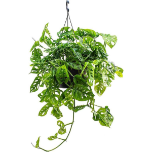 Monstera 'Monkey Leaf' suspendu