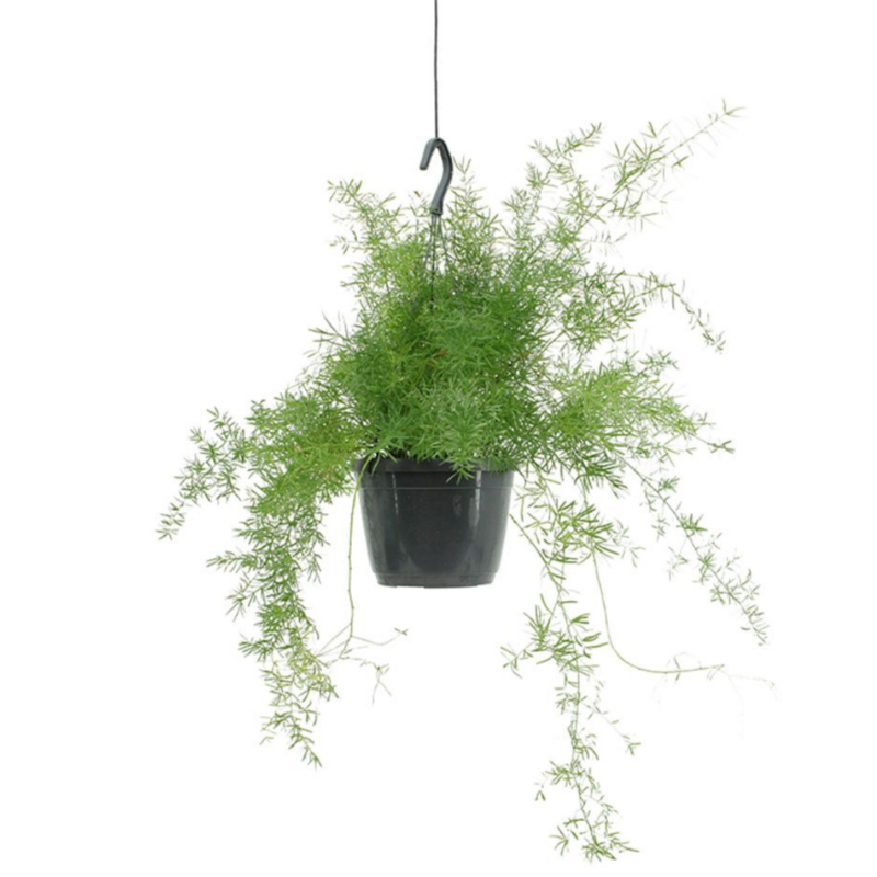 Asparagus "Sprengeri" suspendu