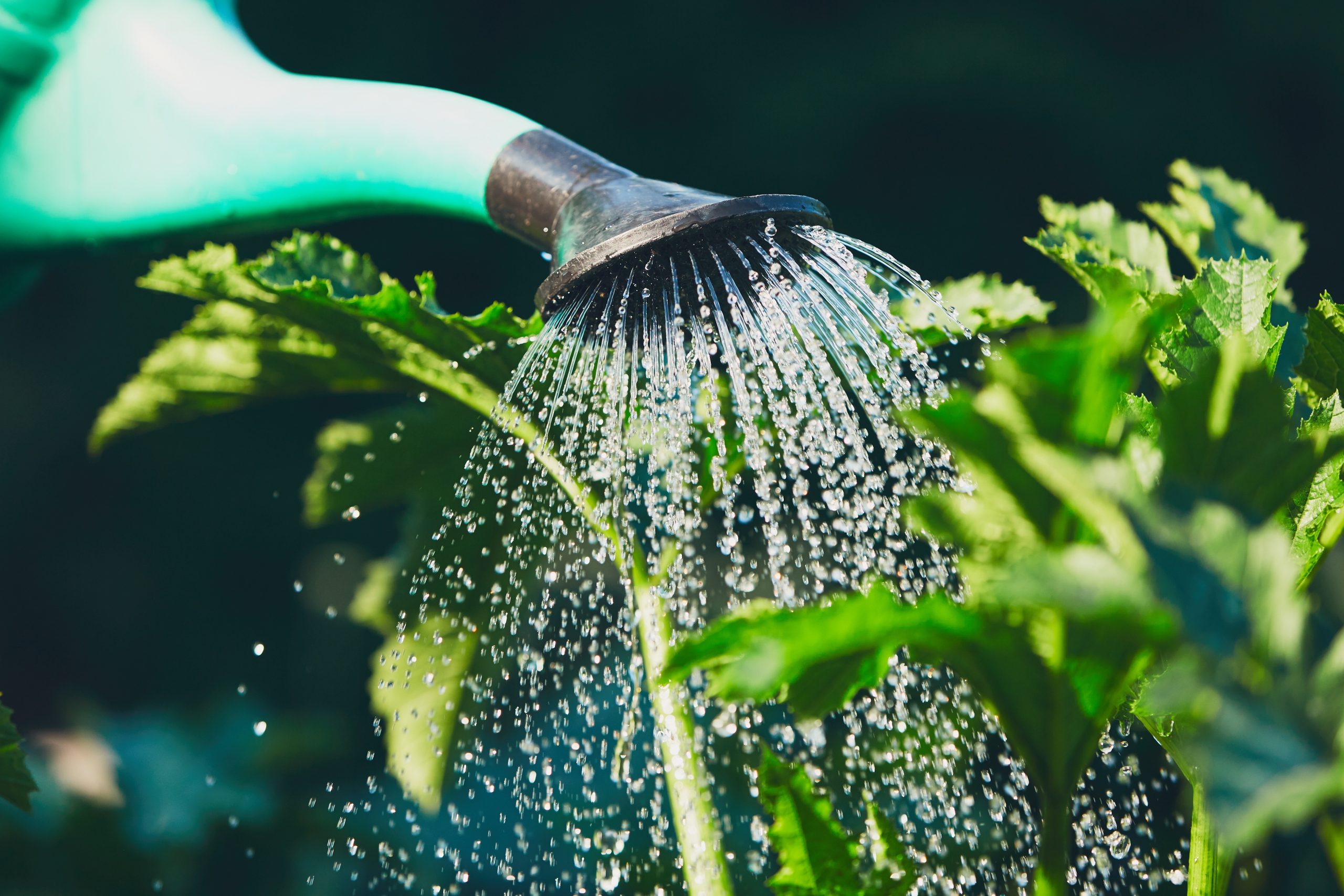 Conseils d'entretien pour des plantes aquatiques en pleine santé