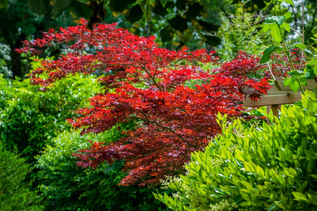 Hydratation des plantes