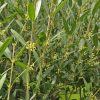 Phyllirea angustifolia - Filaire à feuilles étroites - Bio Le Bourgeon – Image 2