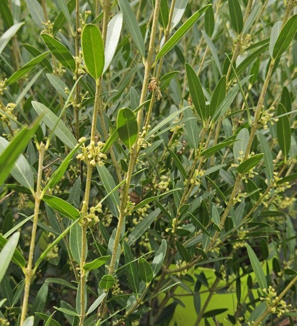 Phyllirea angustifolia - Filaire à feuilles étroites - Bio Le Bourgeon – Image 2