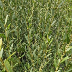 Phyllirea angustifolia - Filaire à feuilles étroites - Bio Le Bourgeon