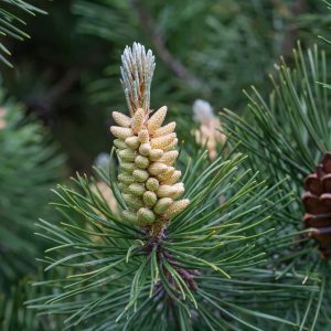 Pinus sylvestris- Pin sylvestre- Bio Le Bourgeon