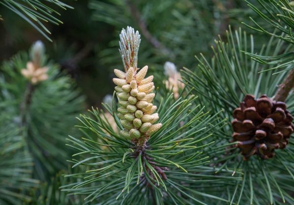 Pinus sylvestris- Pin sylvestre- Bio Le Bourgeon