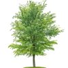 Ulmus "Plantjin" - Orme " Plantjin"- Bio Le Bourgeon – Image 3