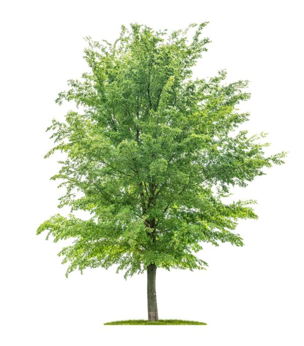 Ulmus "Plantjin" - Orme " Plantjin"- Bio Le Bourgeon – Image 3