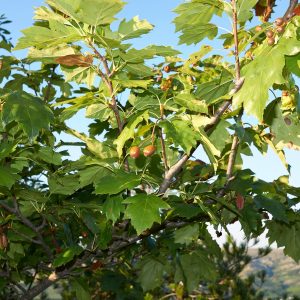 Sorbus torminalis-Alisier torminal- Bio Le Bourgeon