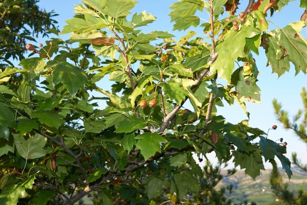 Sorbus torminalis-Alisier torminal- Bio Le Bourgeon