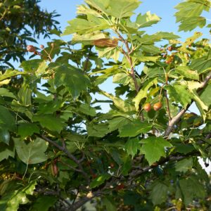Sorbus torminalis-Alisier torminal- Bio Le Bourgeon