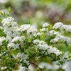 Spiraea x arguta-Spirée dentelée- Bio Le Bourgeon
