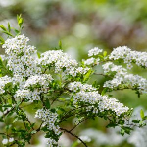 Spiraea x arguta-Spirée dentelée- Bio Le Bourgeon