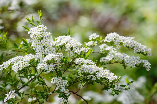 Spiraea x arguta-Spirée dentelée- Bio Le Bourgeon