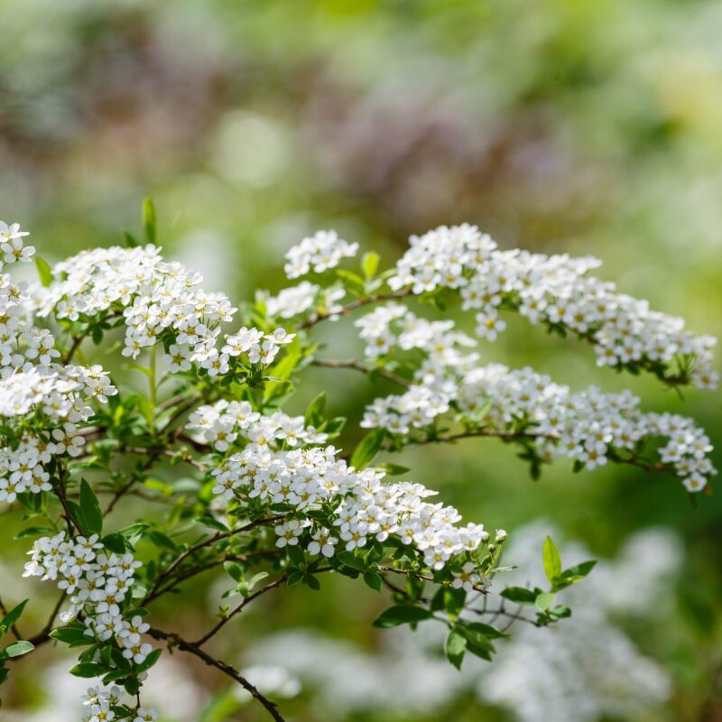 Spiraea x arguta-Spirée dentelée- Bio Le Bourgeon