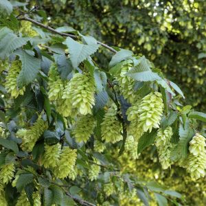 Ostrya carpinifolia-charme-houblon- Bio Le Bourgeon