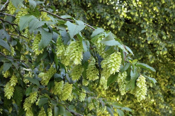 Ostrya carpinifolia-charme-houblon- Bio Le Bourgeon