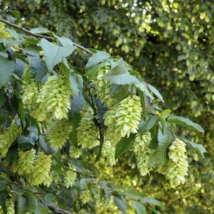 Ostrya carpinifolia-charme-houblon- Bio Le Bourgeon